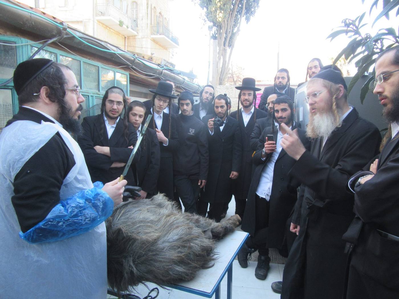 לימוד מסכת חולין בהדגמה חיה עם שחיטת עז בהיכל הכולל