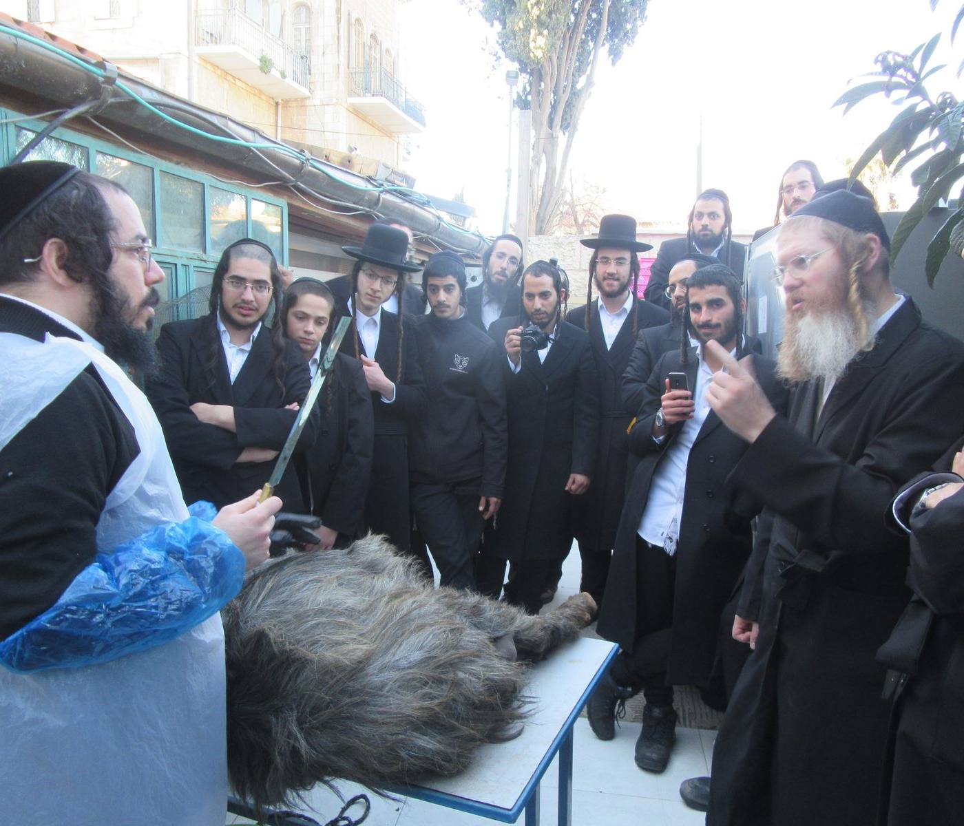 לימוד מסכת חולין בהדגמה חיה עם שחיטת עז בהיכל הכולל